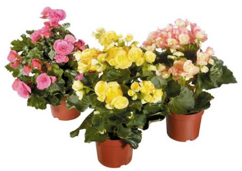 begonia4.jpg