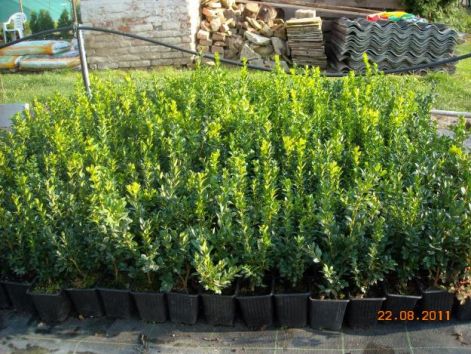 buxus_tuja.jpg