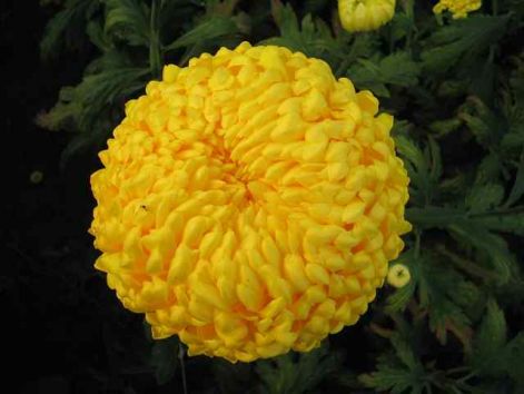 creamist_yellow.jpg