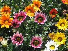 gazania.png