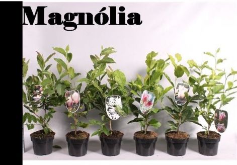 magnolia.jpg