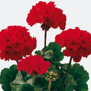 musi_barsony_piros_velvet_red.jpg