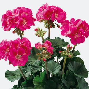 musi_rose_pink_with_eye.jpg