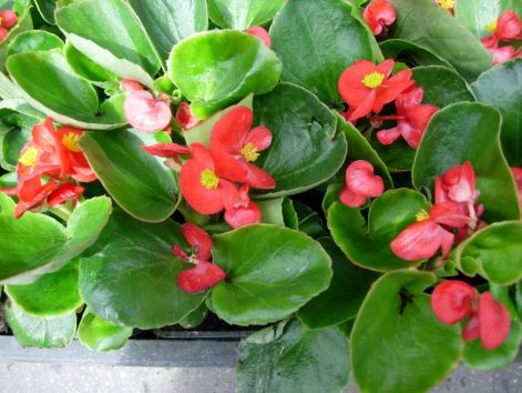 poharas_begonia..jpg