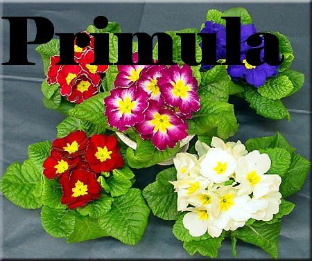 primula.jpg