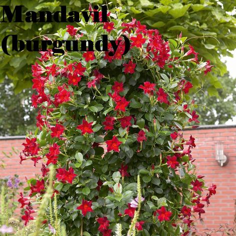 sundaville_classic_burgundy_30106_gartenmotiv_01.jpg
